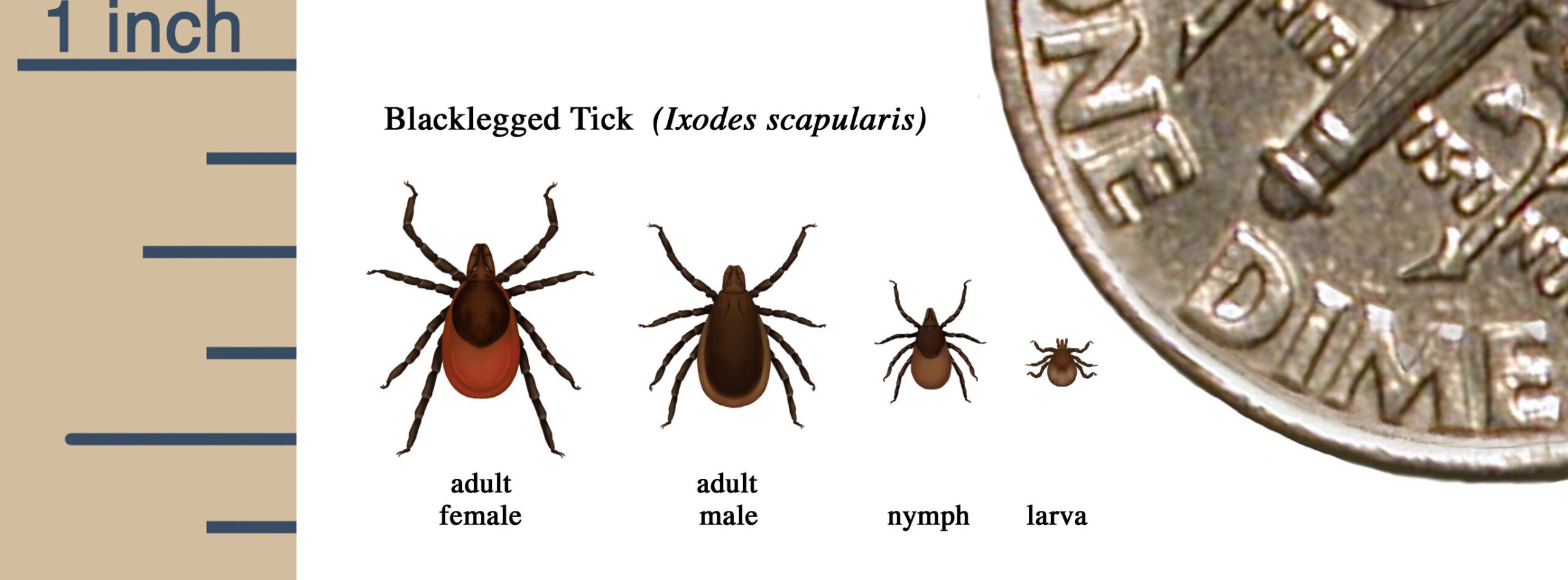 Lyme Disease Overview Lyme Disease Overview